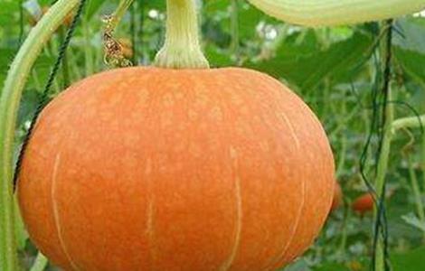 提高南瓜坐瓜率的方法 提高南瓜坐瓜率的方法