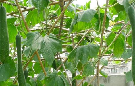 节瓜该怎么种（节瓜怎么种才多瓜）