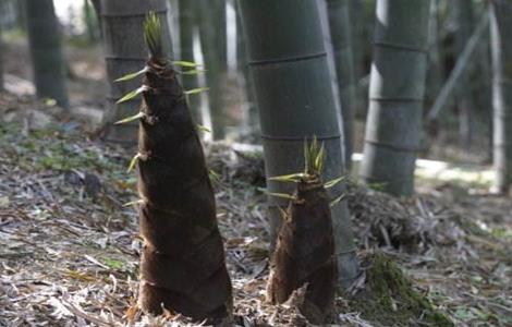 竹笋如何施肥 竹笋施肥技术