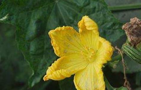 丝瓜烂花的原因及防治方法（丝瓜烂花怎么办）