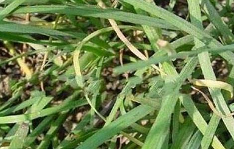 韭菜黄叶的原因及防治措施（韭菜黄叶怎么办）