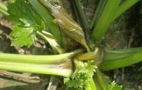 芹菜烂心的原因及防治方法 芹菜烂心的原因及防治方法视频