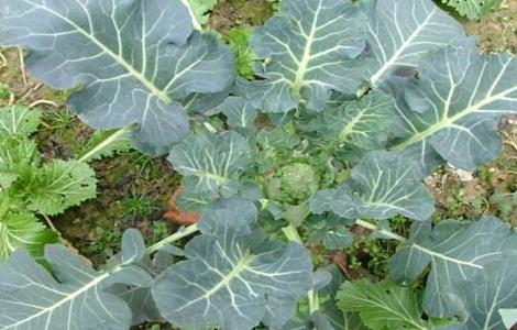 西兰花空心的原因及防治措施 西兰花杆空心原因与预防