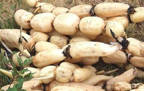 莲藕为什么只长叶子不长藕(莲藕为什么只长叶子不长藕尖)