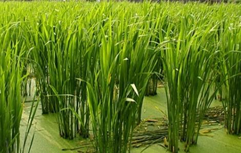 茭白如何施肥（茭白如何施肥最好）