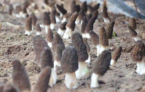 羊肚菌的种植技术 羊肚菌的种植技术视频