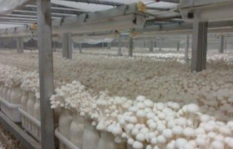 白玉菇怎么种好(白玉菇怎么种好活)