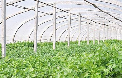 如何种植香菜才能获得高产 香菜夏天怎样种植高产