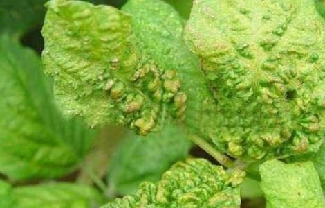 黑豆常见病虫害防治方法(黑豆常见病虫害防治方法图片)