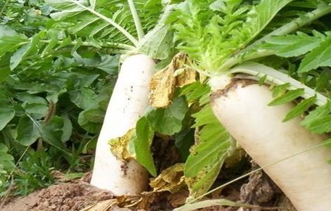 萝卜空心的原因及防治方法 萝卜空心什么原因