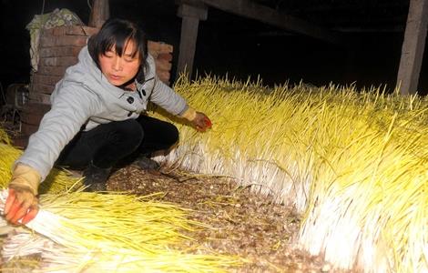蒜黄种植技术 蒜黄种植技术和利润