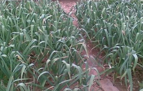 蒜苗黄叶干尖的原因及防治方法 蒜苗黄叶干尖的原因及防治方法是什么