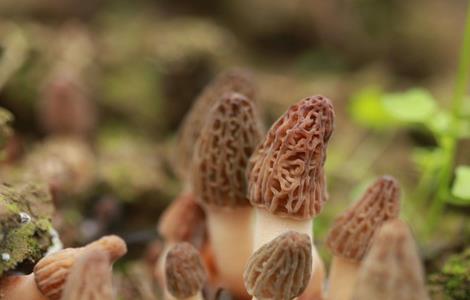 种植羊肚菌需要注意的地方（种植羊肚菌需要注意的地方）