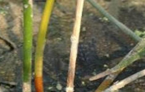 荸荠病虫害防治方法 荸荠病虫害防治方法有哪些