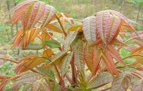 香椿种植技术 香椿种植技术与管理