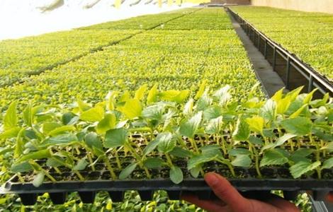 如何提高辣椒种子的出芽率 如何让辣椒种子快速发芽