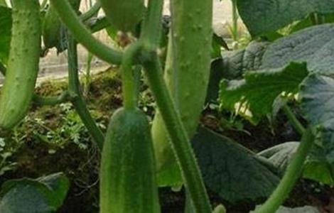 黄瓜早衰的原因（黄瓜早衰的原因分析）