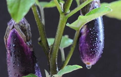 夏季茄子无公害栽培技术 夏季茄子无公害栽培技术视频