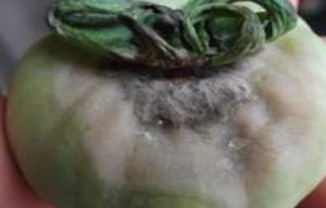 西红柿烂果的原因及防治 西红柿烂果病