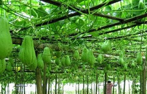 种植佛手瓜的注意事项 种植佛手瓜 五大要点需注意