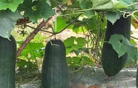 如何促进冬瓜早熟 如何促进冬瓜早熟呢