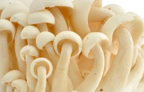 白玉菇的种植前景 白玉菇种植方式