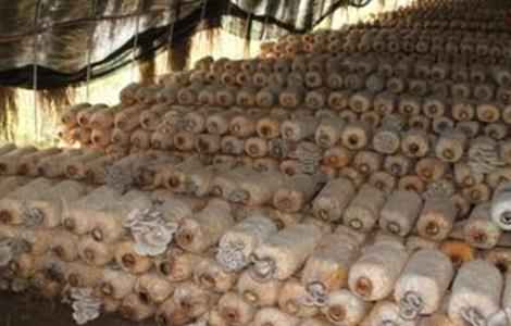 香菇烂棒的原因及防治方法（香菇烂棒怎么办）