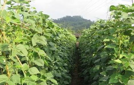 种植荷兰豆的日常管理（种植荷兰豆的日常管理技术）