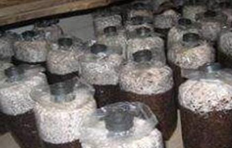 平菇不出菇的原因及解决方法 平菇不出菇怎么办