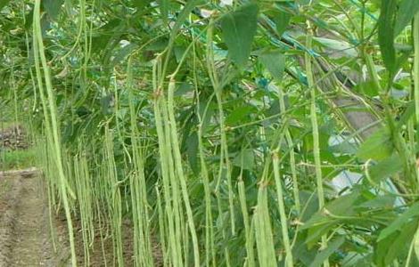 豆角结荚期的管理（豆角在开花结荚期的水肥管理）