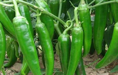 辣椒的田间管理技术（辣椒的田间管理技术实验报告植株调整）