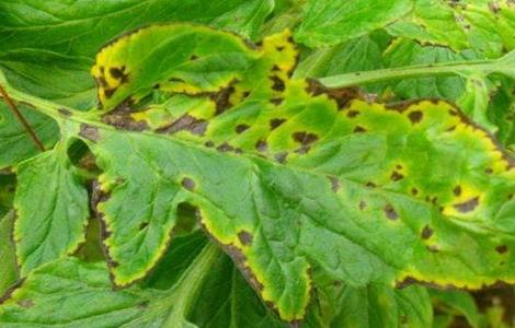 如何防治西红柿病毒病(防治西红柿病毒病的药)