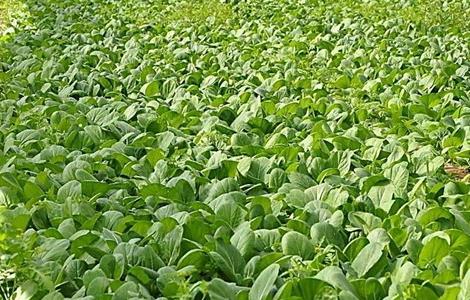 种植油菜的基本流程 种植油菜的基本流程是什么