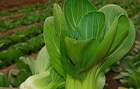 油菜种植的注意事项 油菜种植的注意事项有哪些