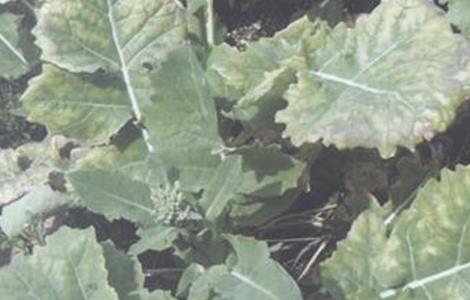 油菜僵苗的原因及防治方法 油菜僵苗的原因及防治方法图片