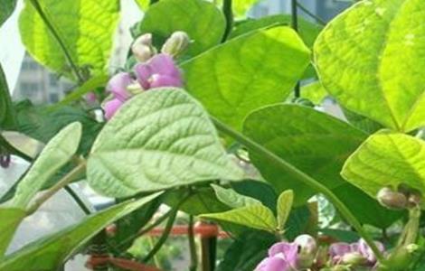 芸豆花期注意事项（芸豆花期管理）