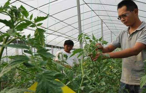 芸豆怎么施肥（芸豆怎么施肥效果好）