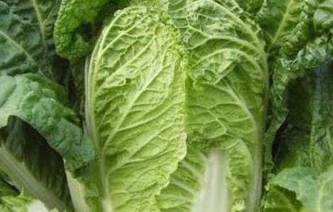 白菜的施肥规律及方法 白菜的施肥规律及方法视频