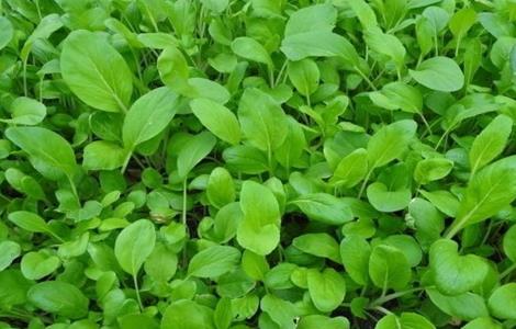 小白菜的种植方法 小白菜的种植方法?