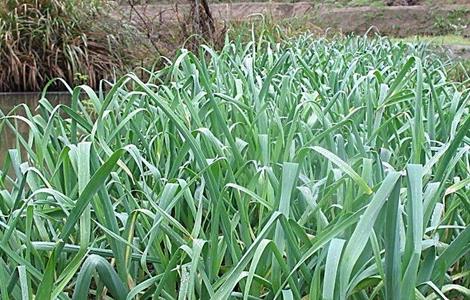 蒜苗的栽培技术要点. 蒜苗的栽培技术要点