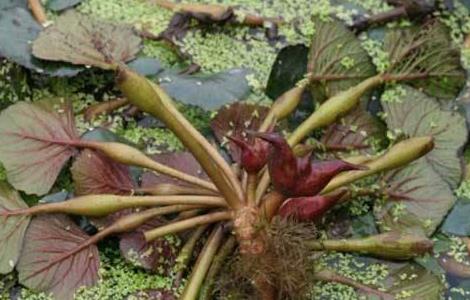 菱角怎么种好 菱角怎么种好看