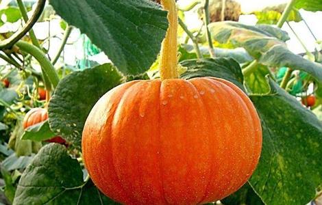 如何防止南瓜化瓜 如何防止南瓜化瓜烂根