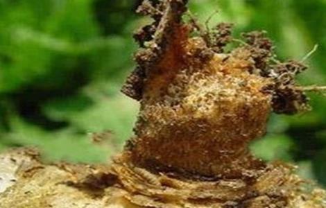 大白菜烂根的原因及防治方法 大白菜烂根的原因及防治方法图片