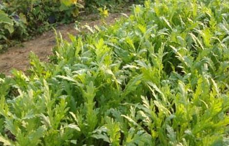 种植茼蒿的具体流程（茼蒿的种植方法以及日常管理）