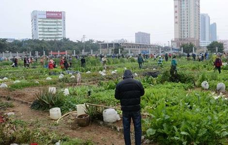 生菜高产施肥技术 生菜高产施肥技术要点