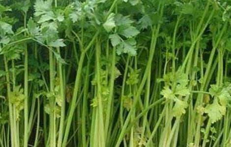 芹菜空心的原因及预防方法 芹菜空心的原因及预防方法有哪些