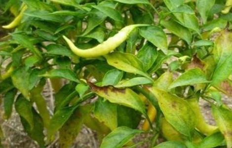 辣椒黄叶是什么病 辣椒黄叶是什么病用什么农药