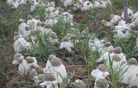 竹荪的种植方法（竹荪的种植方法栽培技术）