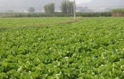 芥菜种植时间和方法 芥菜种植时间和方法视频