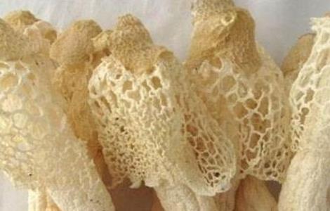 竹荪种植注意事项（竹荪种植注意事项和禁忌）